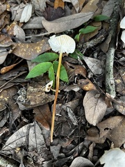 Marasmius delectans