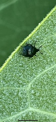 Pterocolus ovatus