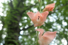 Gladiolus dalenii
