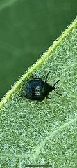 Pterocolus ovatus