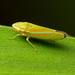Graphocephala - Photo (c) Katja Schulz,  זכויות יוצרים חלקיות (CC BY)