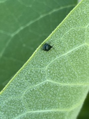Pterocolus ovatus