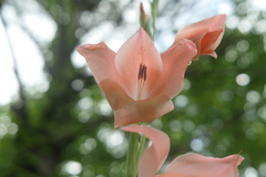 Gladiolus dalenii