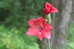 Gladiolus dalenii