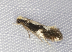 Monopis dorsistrigella