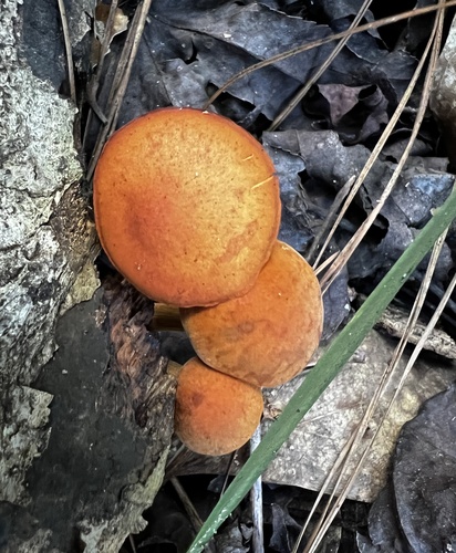 Gymnopilus subdryophilus