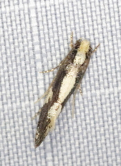 Monopis dorsistrigella