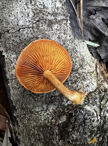 Gymnopilus subdryophilus (Photo 2 of 4)