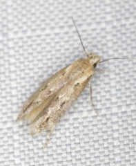 Mompha brevivittella