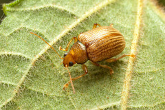 Eumolpinae