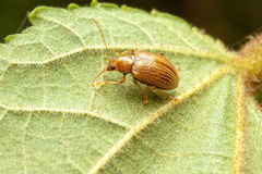 Eumolpinae