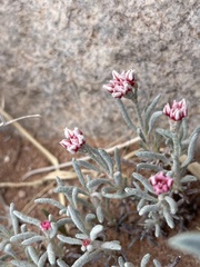 Eriogonum bicolor