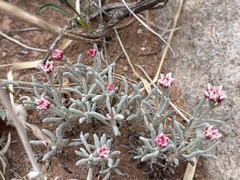 Eriogonum bicolor