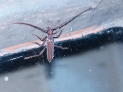 Aneflomorpha lineare