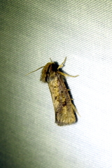 Acrolophus popeanella