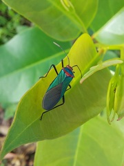 Sphictyrtus sumtuosus