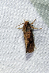 Acrolophus popeanella