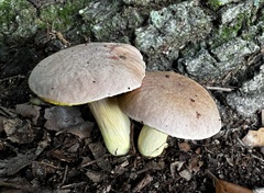 Aureoboletus pseudoauriporus