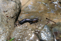 Desmognathus imitator