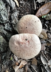 Aureoboletus pseudoauriporus