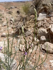 Astragalus episcopus