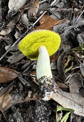 Aureoboletus pseudoauriporus