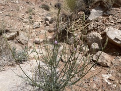Astragalus episcopus