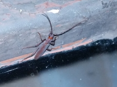 Aneflomorpha lineare