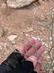 Astragalus episcopus