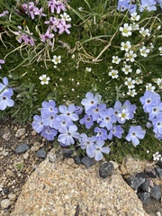 Phlox pulvinata
