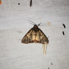 Polyphaenis sericata