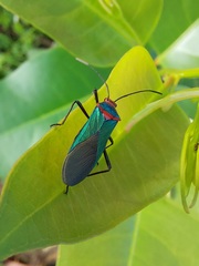 Sphictyrtus sumtuosus