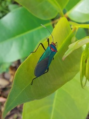 Sphictyrtus sumtuosus