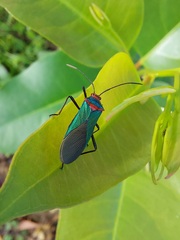 Sphictyrtus sumtuosus