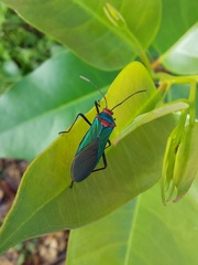 Sphictyrtus sumtuosus