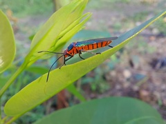 Sphictyrtus sumtuosus