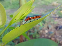 Sphictyrtus sumtuosus