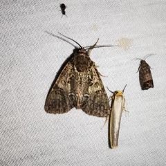 Polyphaenis sericata