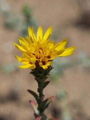 Lessingia pectinata tenuipes