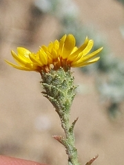 Lessingia pectinata tenuipes