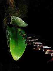 Stelis allenii