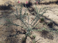 Lessingia pectinata tenuipes