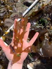 Desmarestia herbacea