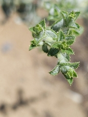 Lessingia pectinata tenuipes