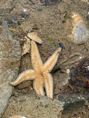 Evasterias troschelii