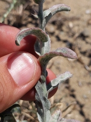 Lessingia pectinata tenuipes