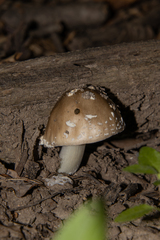 Amanita submaculata