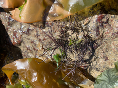 Prionitis filiformis