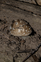 Amanita submaculata