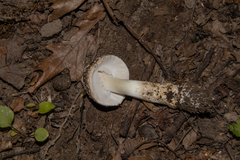 Amanita submaculata